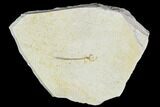 Bargain, Jurassic Fish (Leptolepides) Fossil - Solnhofen #104301-1
